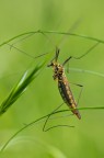 tipula-Nephrotoma appendiculata (vers. acrobatica) tipula-Nephrotoma appendiculata (vers. acrobatica)