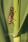 a testa in gi