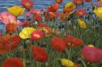 Papaveri Papaveri