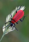 Rosso sconosciuto Rosso sconosciuto