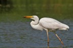 Airone Bianco Maggiore in pesca..
Canon 7D - 500 f/4 IS + TC 1,4x

Per vederla in hd
http://img94.imageshack.us/img94/795/img6134a1200.jpg