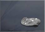 Foglia-Argento Foglia-Argento