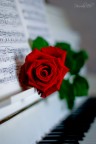 Rosa, rosae Rosa, rosae