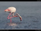Camargue # 4