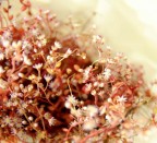 Fiori di campo "flowers rose" Fiori di campo "flowers rose"