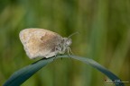 Ammetto di non aver mai capito come si riconosca la Coenonympha pamphilus dalla Maniola jurtina... ma su NM mi hanno detto che  lei.
Il sole era piuttosto forte e c'era anche po' di venticello che mi ha messo in difficolt per mettermi in perfetto parallelismo con la farfalla.

Exif: F/10, 1/200s, ISO 200, Cavalletto, Venticello
HR: http://img189.imageshack.us/img189/2229/5494coenonymphapamphilu.jpg