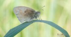 Coenonympha pamphilus in ombra Coenonympha pamphilus in ombra