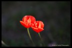 Un raggio di sole Un raggio di sole
