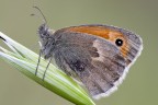 Maniola jurtina Maniola jurtina