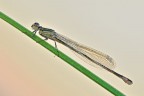 Ischnura elegans Ischnura elegans