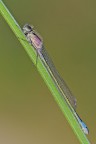 Ischnura elegans Ischnura elegans