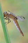 libellula fulva libellula fulva