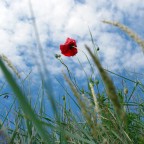 maggio dal basso maggio dal basso