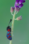 Zygaena oxytropis Zygaena oxytropis