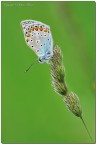 Un classico di queste belle farfalle .. :wink:

Spero sia di gradimento 

C&C sempre graditi :wink:

Nikon D300, 300 af-s nikon, 1/640, f/5, 200iso, mano libera, leggero crop

http://img709.imageshack.us/img709/3638/ste9355hd.jpg