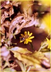 ape e fiore ape e fiore