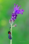 Zygaena oxytropis II Zygaena oxytropis II