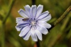 Fiore Fiore