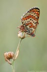 Melitaea didyma Melitaea didyma