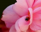 Coccinella Coccinella