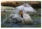 Cigno selvatico