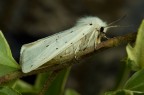 Spilosoma lubricipeda Spilosoma lubricipeda