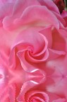 rosa rosa