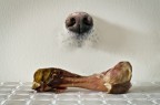 Sniff Sniff