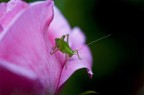 il grillo nella rosa il grillo nella rosa