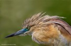 Sgarza ciuffetto (Ardeola ralloides) Sgarza ciuffetto (Ardeola ralloides)