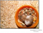 Chicco Chicco