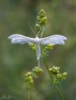 Spledida farfallina, dal nome disgraziato (per trovarlo sul leps ci ho messo un'ora!). Trattasi della bianchissima [i]pterophorus pentadactyla[/i]
Pare strano ma questa farfallina si posa sempre su posatoi bassi e non rimane mai perpendicolare al suolo (dunque parallela all'obiettivo) ma sempre un capellino inclinata!

exif: f/14, 1/30s, ISO 400, cavalletto
hr: [url]http://img62.imageshack.us/img62/6753/20110521pterophoruspent.jpg[/url]