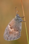 Coenonympha pamphilus Coenonympha pamphilus