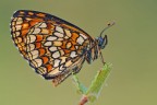 Melitaea athalia Melitaea athalia