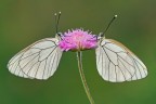 Aporia crataegi Aporia crataegi