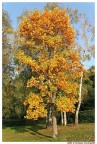 L'Autunno
