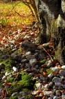 Sottobosco autunnale
