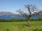 L'albero "Matto" L'albero "Matto"