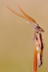 Mantide