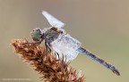 Sympetrum striolatum Sympetrum striolatum
