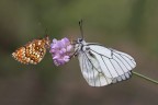 Melitea e Aporia Melitea e Aporia