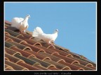 Colombe nuziali.. Colombe nuziali..