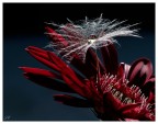 fiore