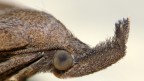 FALENA 2 FALENA 2