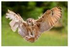 Volo Volo