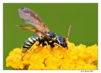 Addormentata Addormentata
