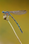 ...Platycnemis Pennipes... ...Platycnemis Pennipes...