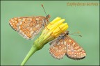 Euphydryas aurinia Euphydryas aurinia
