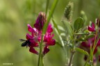 Impollinazione Impollinazione