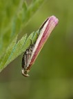 Lepidottero Lepidottero